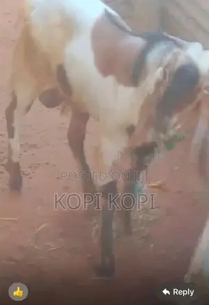 கிடாய் ஆடு