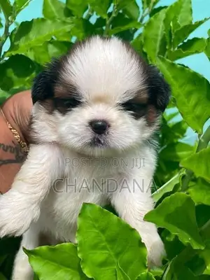 Shihtzu Puppies