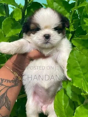 Shihtzu Puppies
