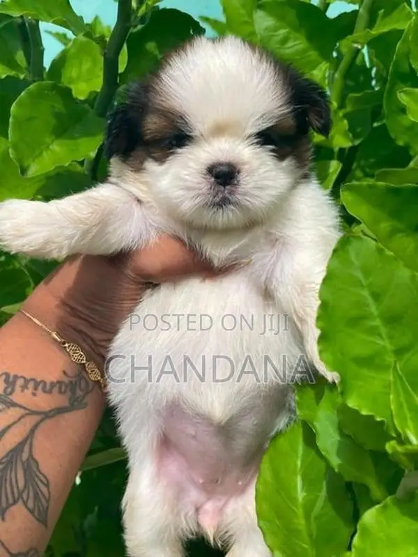 Shihtzu Puppies