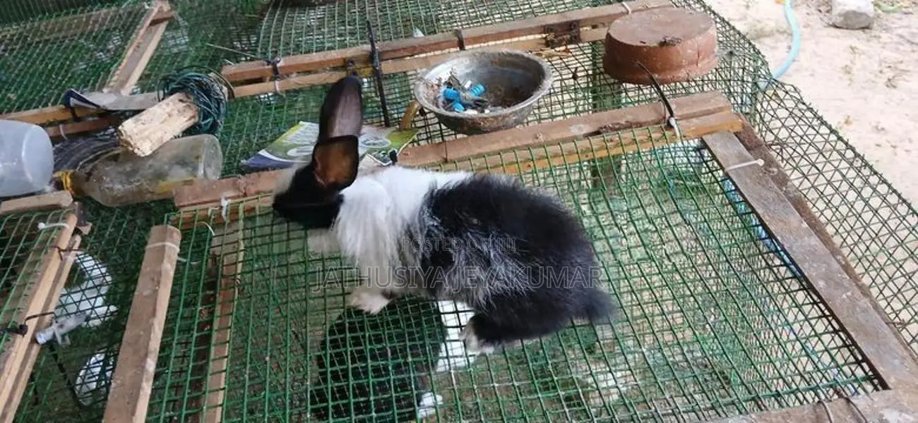 Rabbit