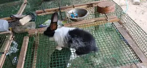 Rabbit