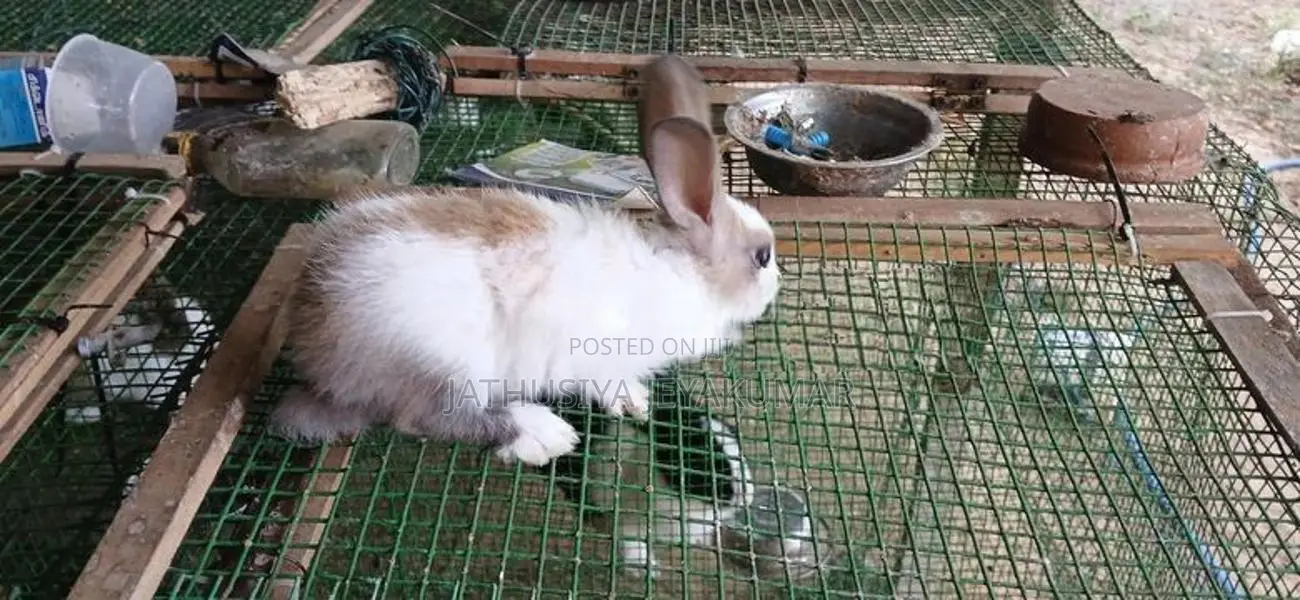 Rabbit