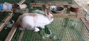 Rabbit
