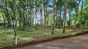 දිවුලපිටිය නගරයෙන් බිම් කොටස්