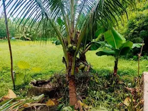 ගම්පහ දිවුලපිටිය ප්‍රධාන බස් පාරට මායිම් ඉඩමක්