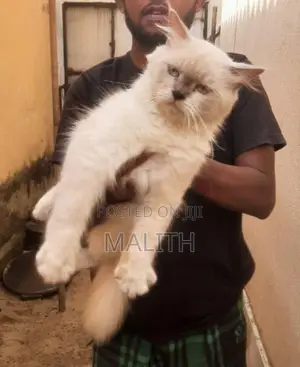 Persian Male cat