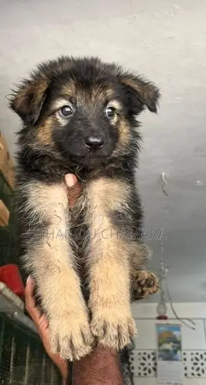 German Shepherd Longcoat puppies
