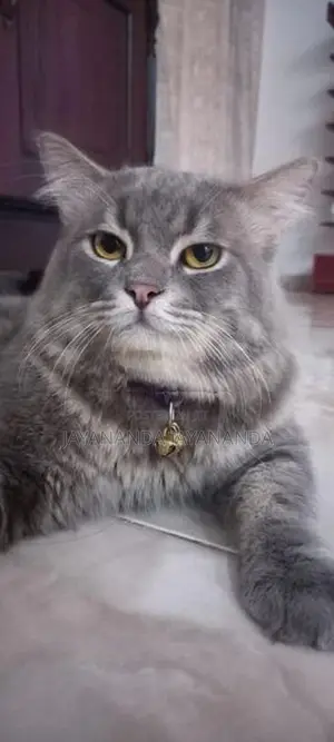 Persian Cats