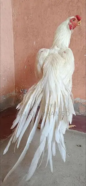 Parrot Beak Rooster
