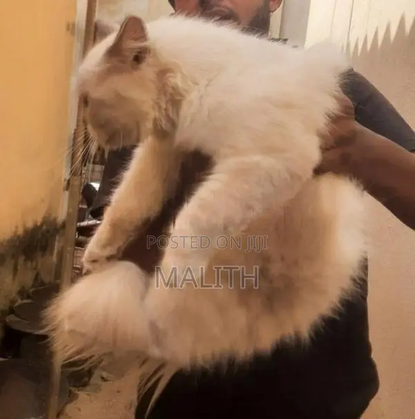 Persian Male cat