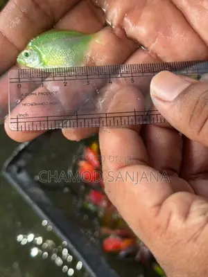 Glow Tetra Fish