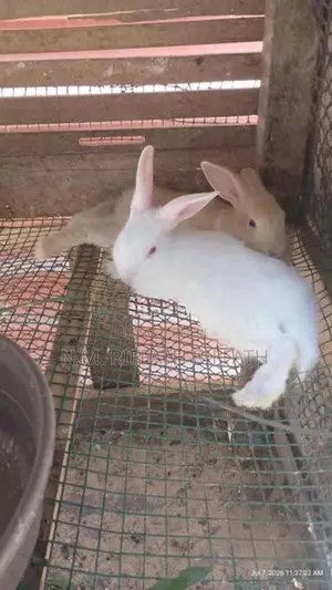 rabit