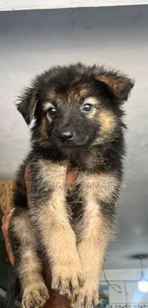 German Shepherd Longcoat puppies