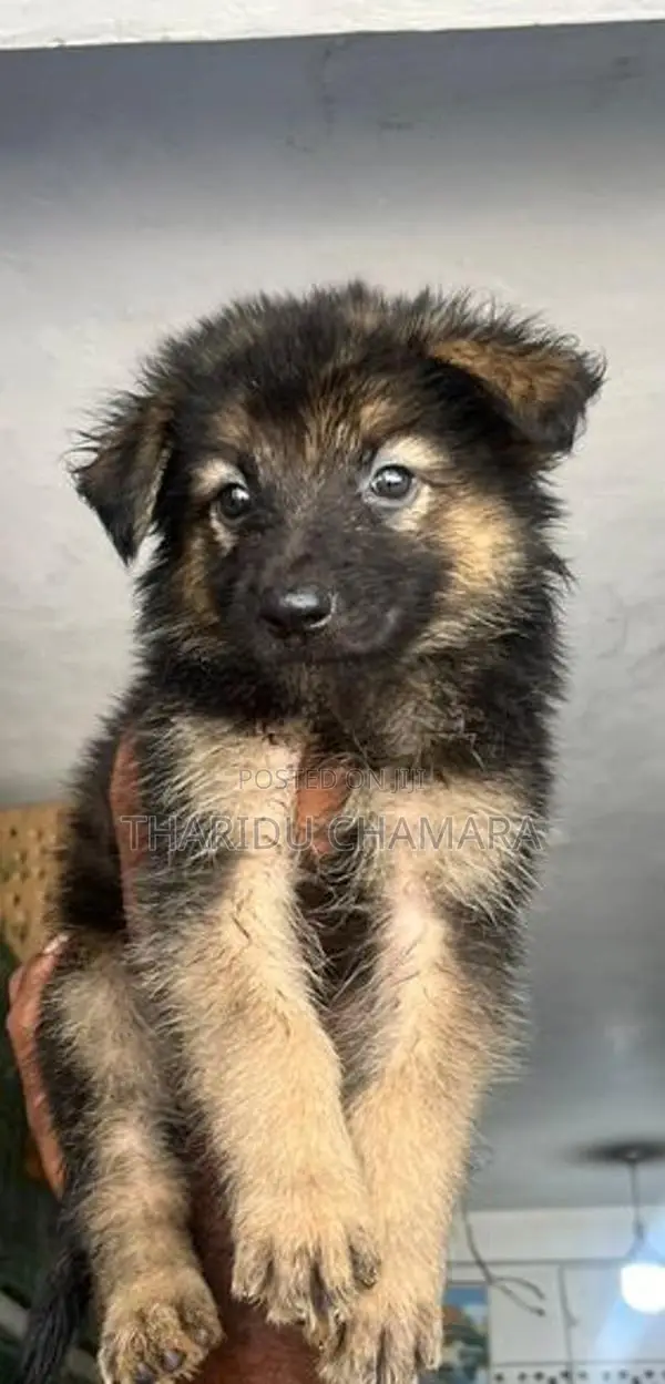 German Shepherd Longcoat puppies