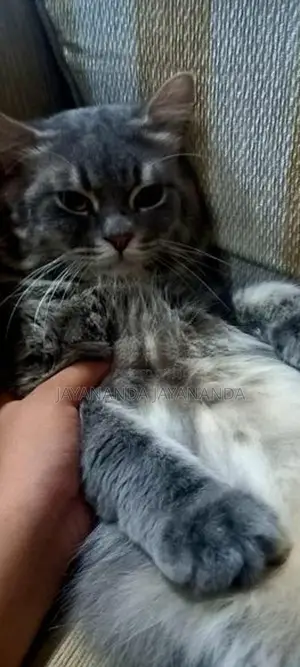 Persian Cats