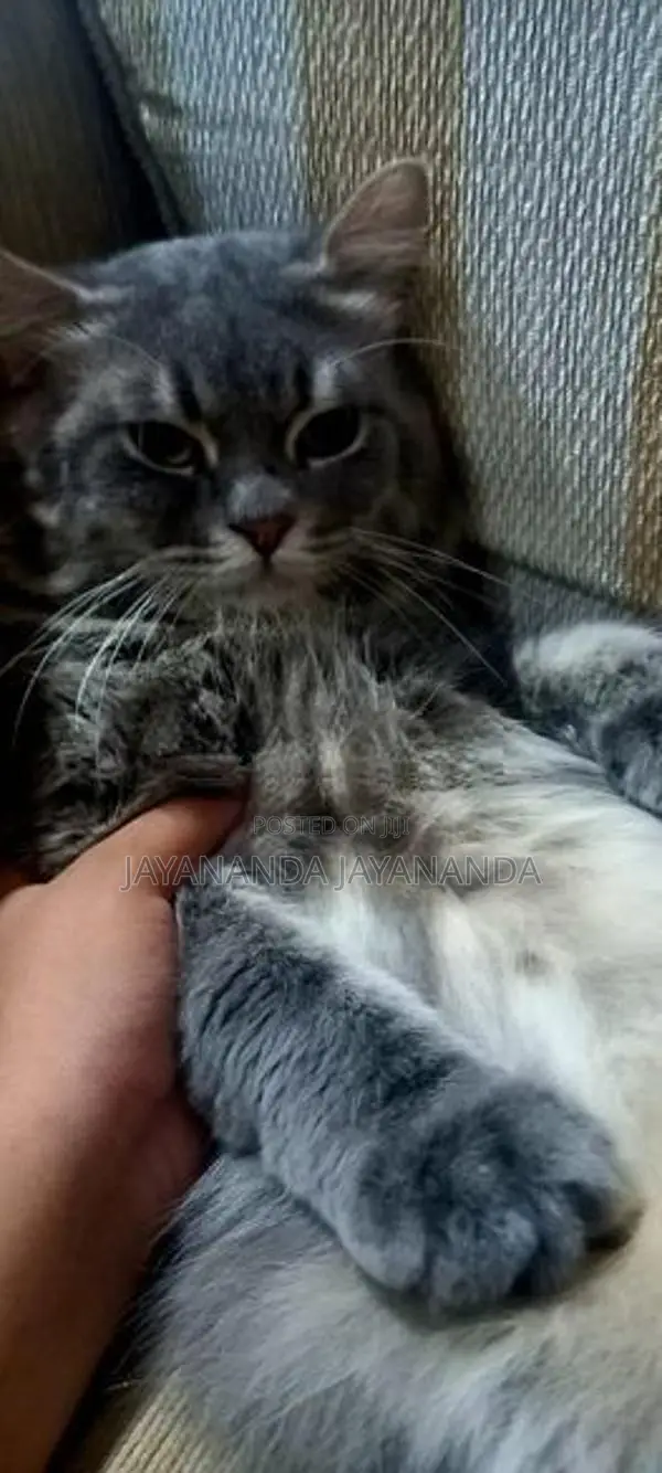 Persian Cats