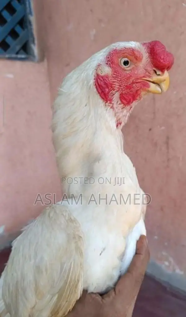 Parrot Beak Rooster
