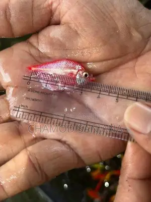 Glow Tetra Fish