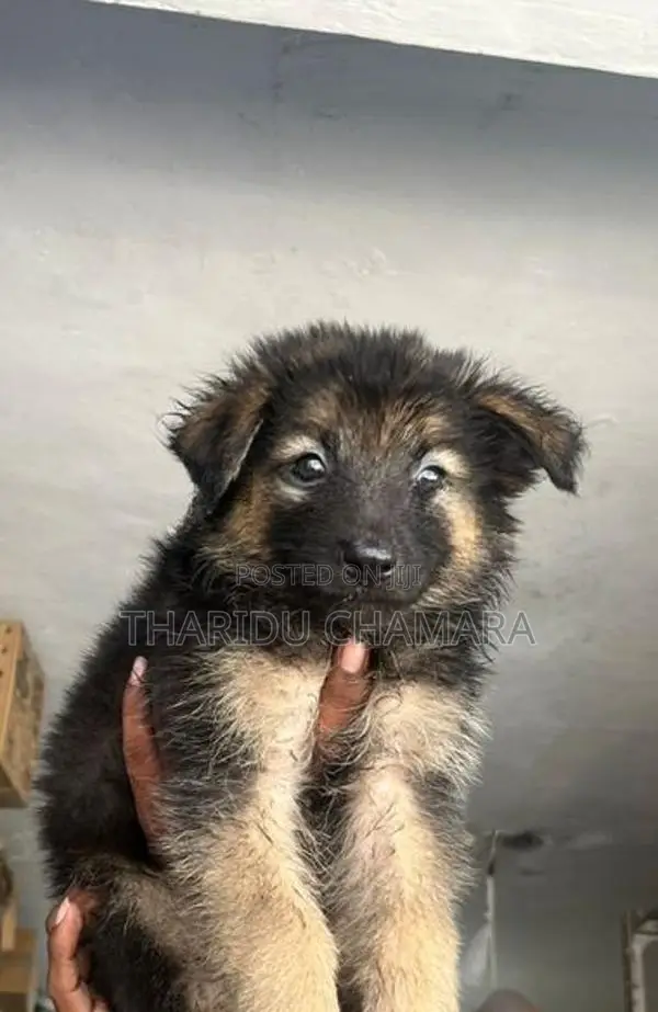 German Shepherd Longcoat puppies