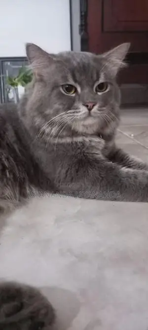 Persian Cats