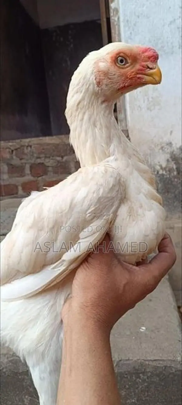 Parrot Beak Rooster