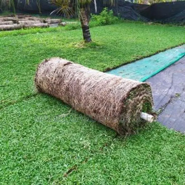 Malaysian Grass