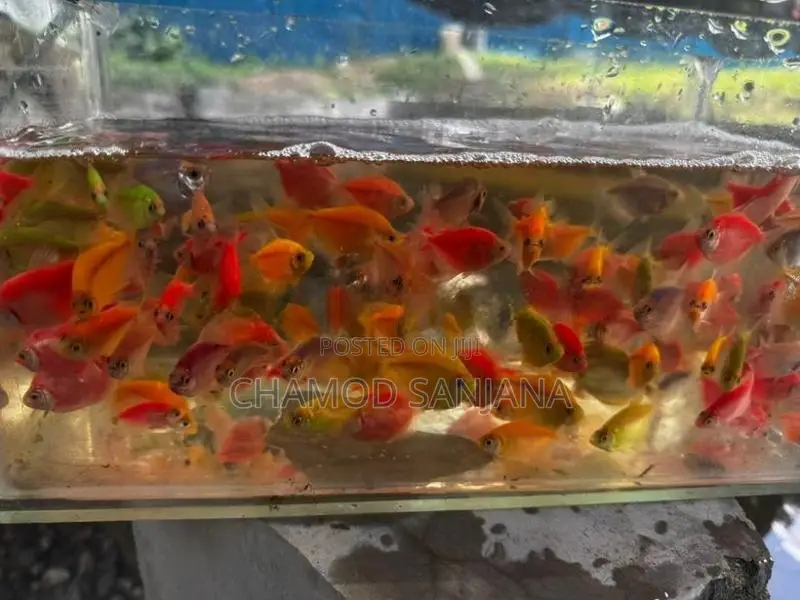 Glow Tetra Fish