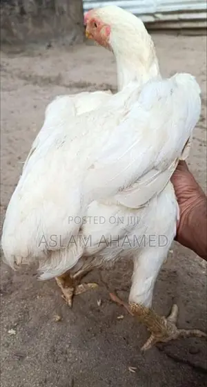 Parrot Beak Rooster