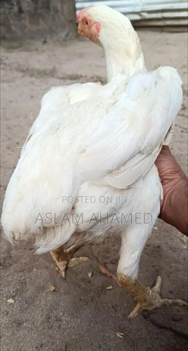 Parrot Beak Rooster