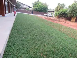 Malaysian Grass