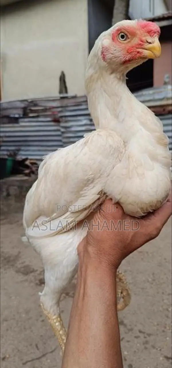 Parrot Beak Rooster