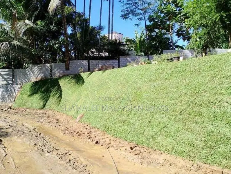 Malaysian Grass With Interlock Paving