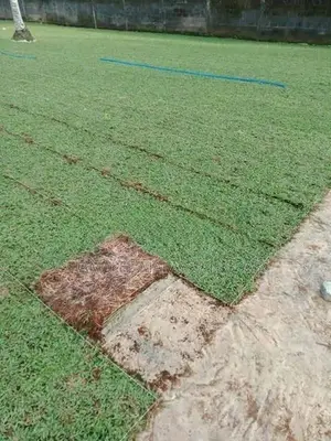 Malaysian Grass With Interlock Paving