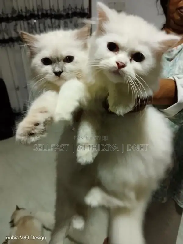 Persian Cat