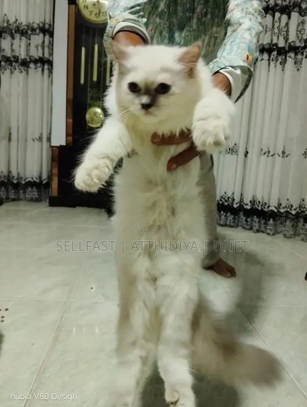 Persian Cat