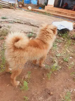 toy pomeranian dog