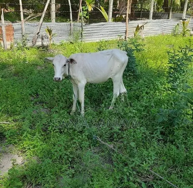 நாகு கன்று