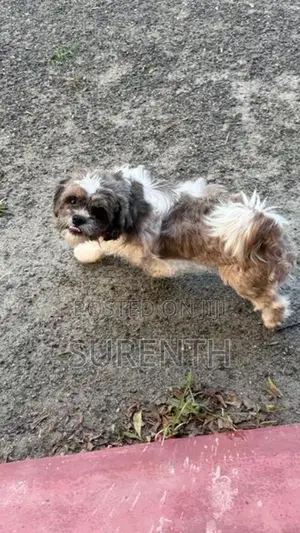 Shih Tzu Puppies f