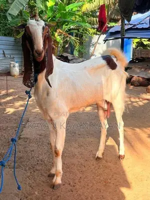 Jamunapari Gost