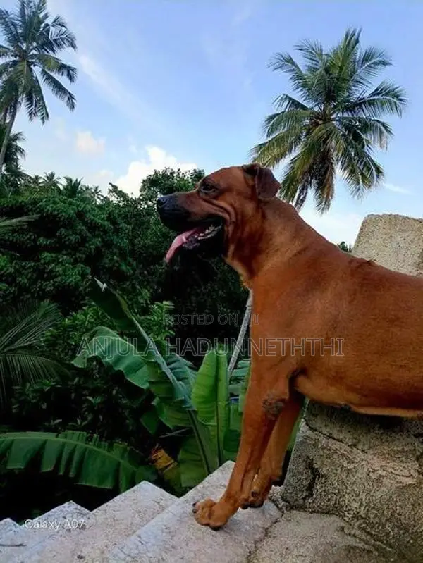Rhodesian Ridgeback Puppies