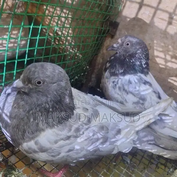 Pigeons