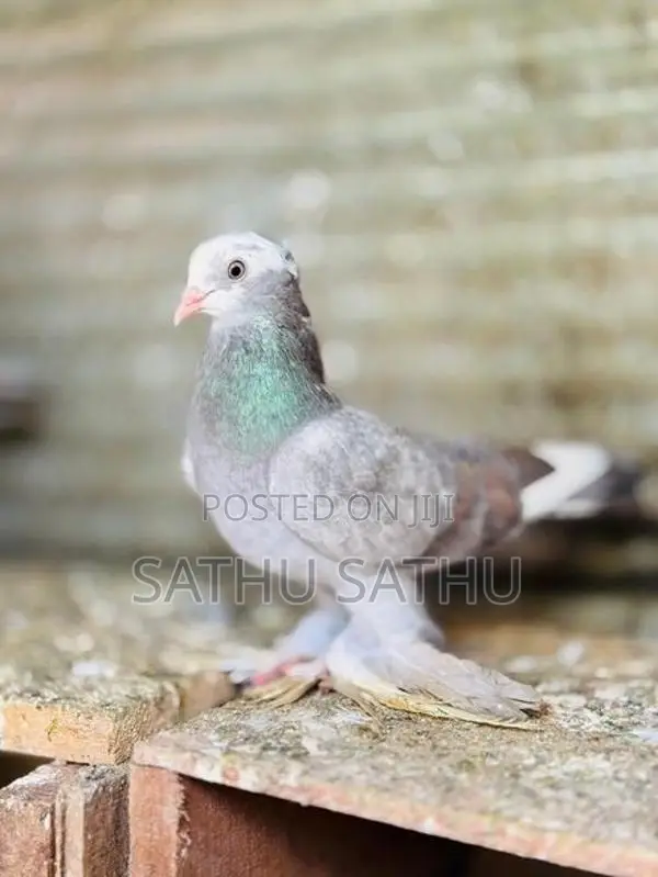 Chinese Boot Pigeon