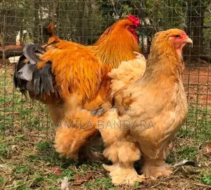 Golden Buff Brahma