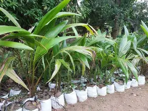 Coconut Organic Seedlings