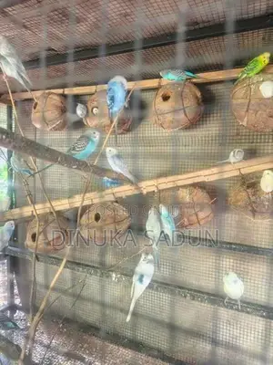 Love birds