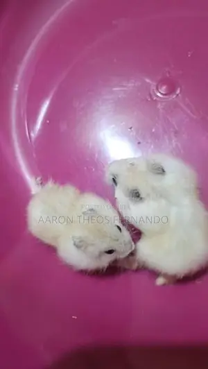 Hamster