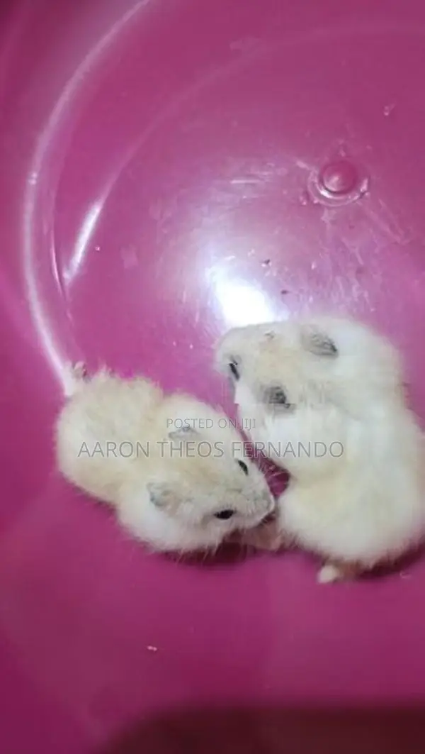 Hamster