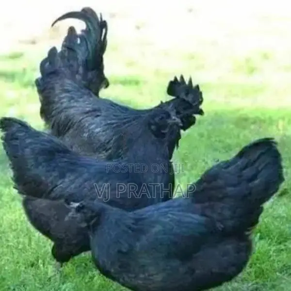 முட்டையிடும் கருங்கோழிகள் மற்றும் சேவல்கள் விற்பனைக்கு உண்டு