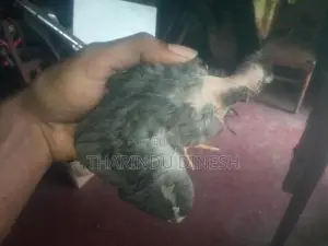 කුකුල් පැටවුන් සති 4